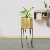 Verdant Oasis Black Stand & Golden Finish Pot - Large Size Planter